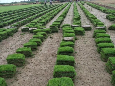 馬尼拉草坪種子價格，多少錢一斤