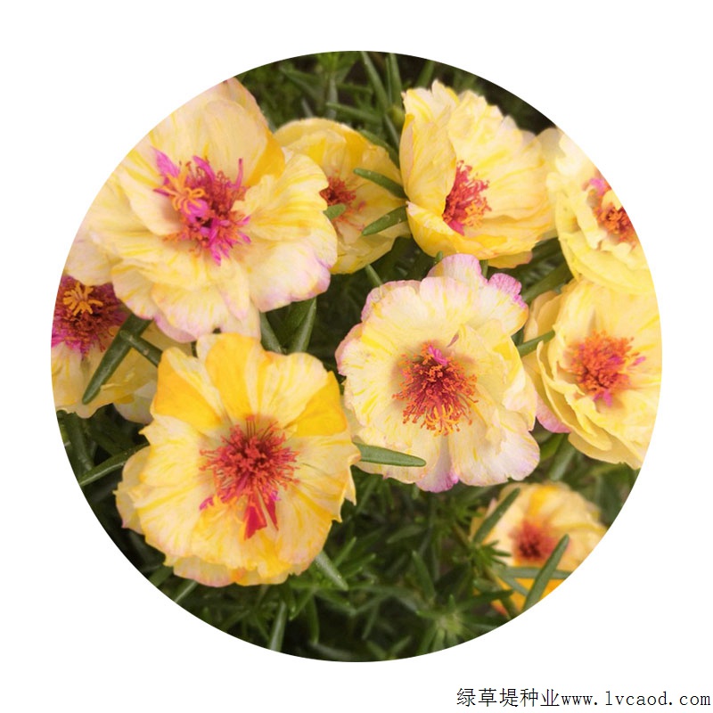 太陽(yáng)花