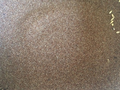 彎葉畫眉草種子的價格是多少錢1斤？