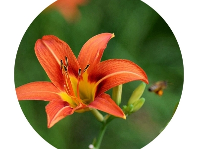 大花萱草種子的市場價(jià)格是多少？