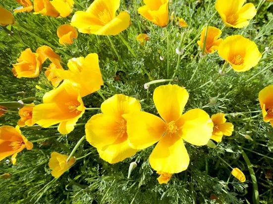 1590029308102885.jpg 微信圖片_20200521103221.jpg