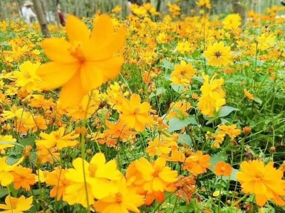 硫化菊種子的市場價格是多少？