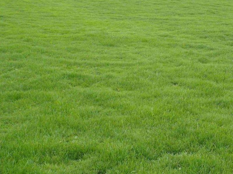 中華結縷草草坪