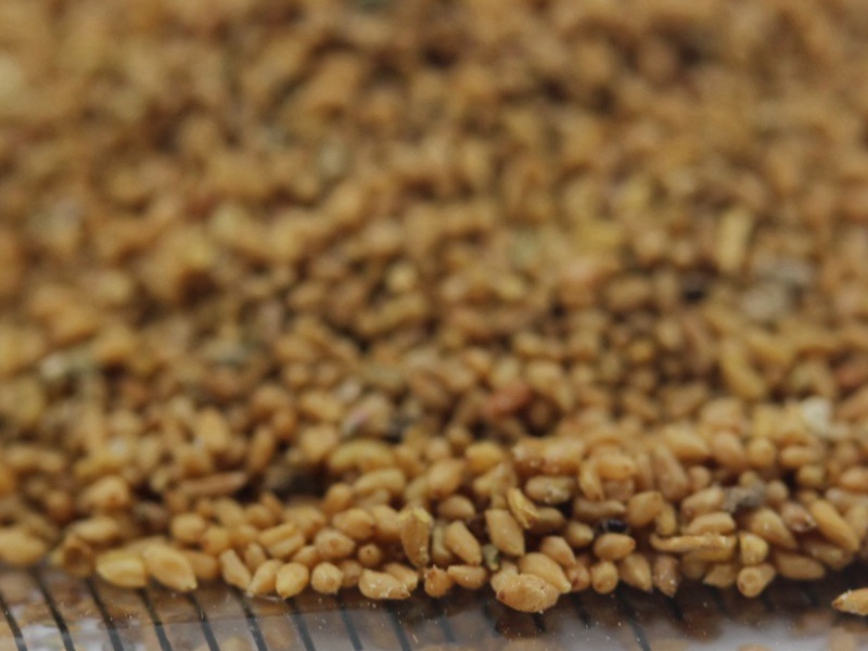 美麗月見草 (6).JPG