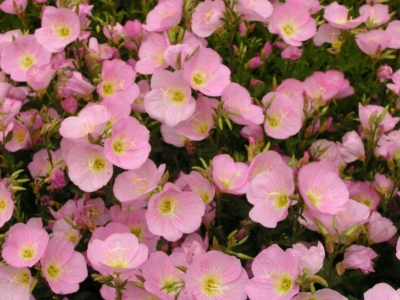 美麗月見草種子應(yīng)該去哪兒買？