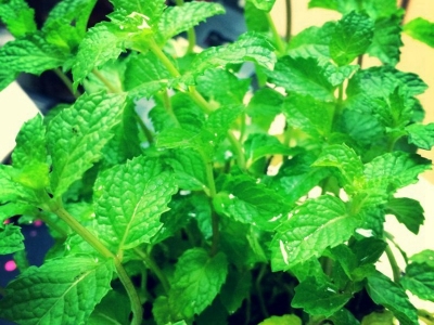 薄荷進(jìn)口種子和普通薄荷種子有什么區(qū)別？