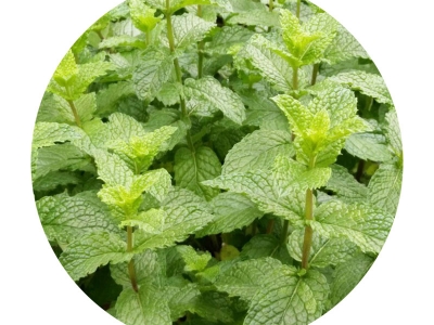 薄荷進(jìn)口種子應(yīng)該去哪里批發(fā)？