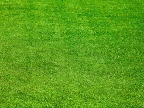 剪股穎包衣種子播種后多久發(fā)芽