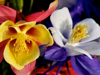 小花耬斗菜種子應(yīng)該在幾月份播種，生長比較好？