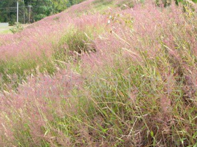 糖蜜草種子去哪買？