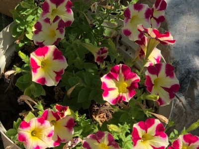 矮牽牛種子每平方米土地應(yīng)該播種多少克？