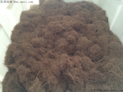 糖蜜草種子價格多少錢一斤