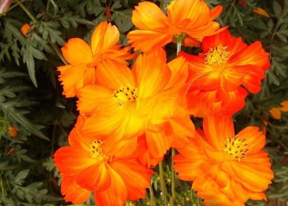 1631000299791740.jpg image.jpg