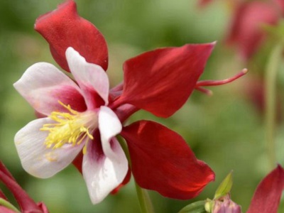 耬斗菜種子幾月播種？