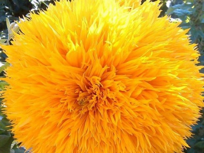 玩貝熊向日葵種子幾月份播種？