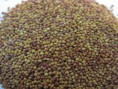 白三葉種子怎么種？