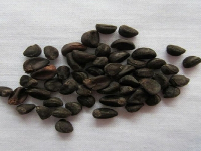 牽?；ǚN子夏季能種嗎？