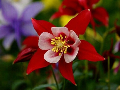 大花耬斗菜當年種開花嗎？