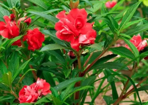 1649387734160618.jpg 6+.jpg