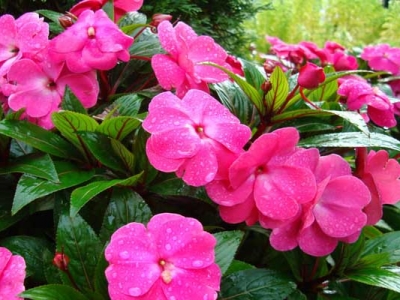 鳳仙花種子七月可以種嗎？