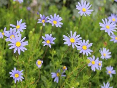 雛菊種子多久開(kāi)花？