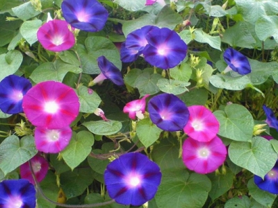 矮牽牛種子播種時間是幾月？