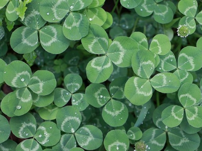 白三葉種子多長時間發(fā)芽？