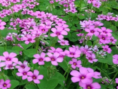 紅花醡漿草和紅三葉區(qū)別在哪幾方面？