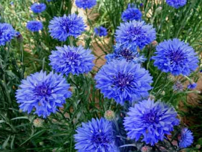 矢車菊種子什么時候成熟？