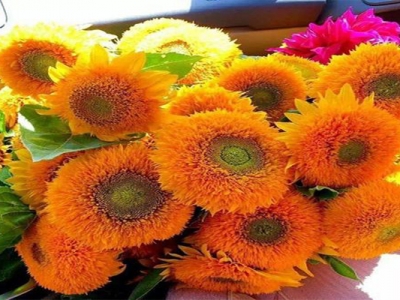 玩具向日葵種子每畝地用多少斤？