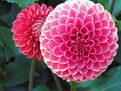 大麗花種子什么時候種植最好？