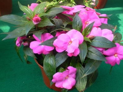 鳳仙花種子幾天才能發(fā)芽？