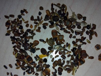 雛菊種子幾天能發(fā)芽？