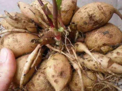 大麗花種子催芽幾天發(fā)芽？