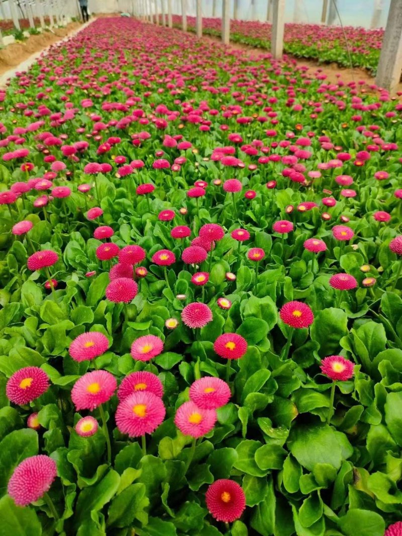 盆栽雛菊苗開(kāi)花圖片