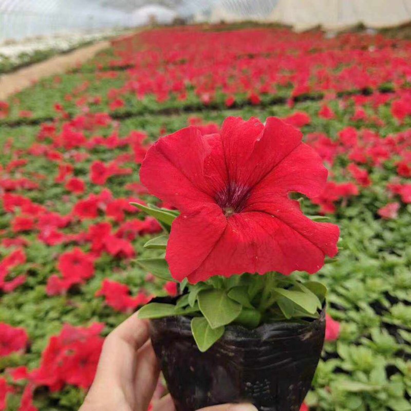 正紅大紅色矮牽?；ǘ?/>
</p>
<p style=