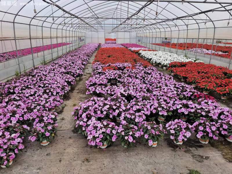 鳳仙花盆栽容器苗