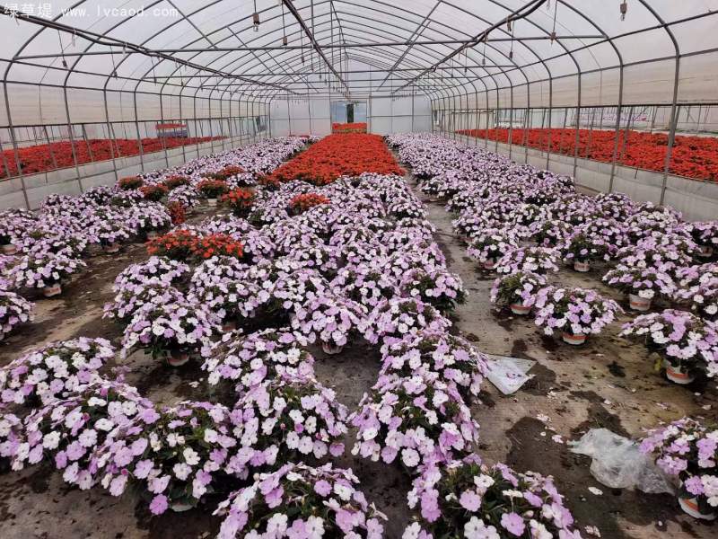 鳳仙花盆栽容器苗