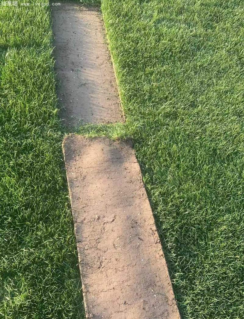 高羊茅草坪植株