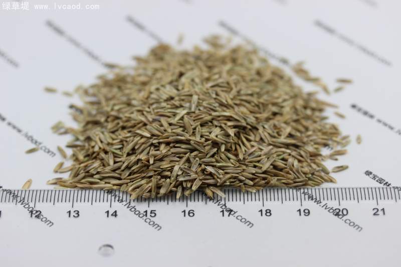 多年生黑麥草種子